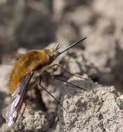 bee resting with tongue outside closeup