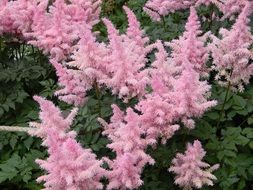 astilbe astil