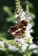 brown butterfly on a flower