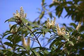 White flowers on the tree in spring