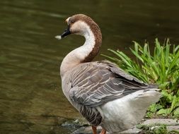 duck by the river near the grass