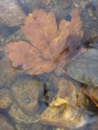 transparent river water