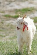 white goat with a red ribbon on the field