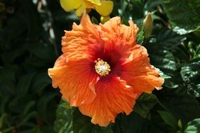 macro shot of a hibiscus flower in the garden