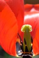 tulip blossom from inside