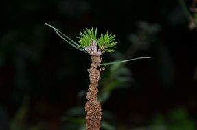 macro plant