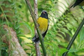 black tropical bird