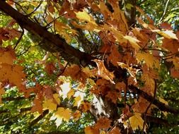 yellow autumn leaves on maple branch