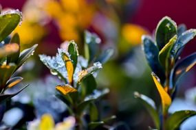 frost on green twigs