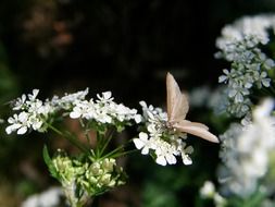 moth on white flowers closeup