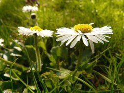 white daisies in the grass in the meadow