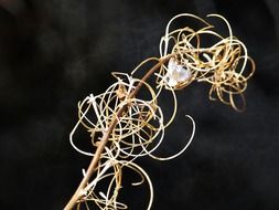 fireweed dry plant
