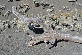 dry tree branch lies on the ground