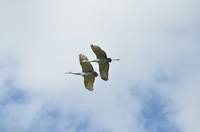 Two birds are flying in the sky