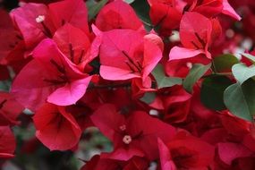 close up photo of pink bougainvillea flowers