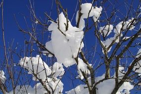 snowy tree branches