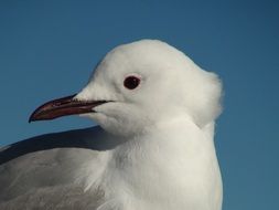 profile portrait of a sea gull