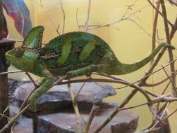 Chameleon is a representative of the fauna