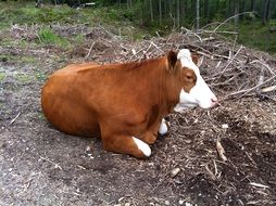 Brown cow lies on the ground