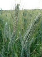 green ears of wheat on the field