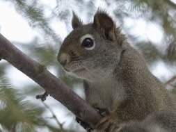 gray squirrel on a tree branch