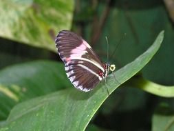 closeup photo of colorful butterfly insect on leaf