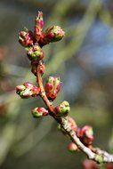 branch with buds in spring