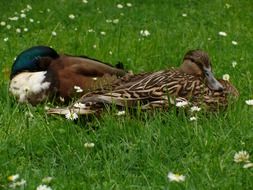 ducks resting in flower meadow