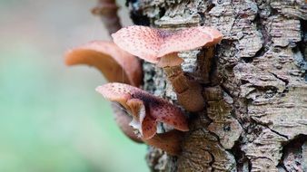 fungus on the tree bark