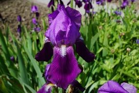 charming iris flower blossom