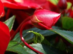 closeup of red flower buds