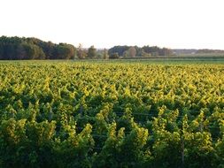 flowering vineyard in spring