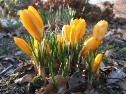 yellow crocuses among dry foliage