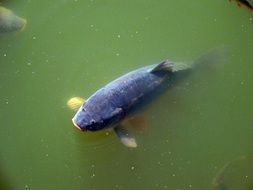 carp in a pond with green water