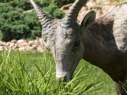portrait of mountain sheep on green grass