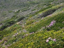 panoramic view of plants on the cape of good hope in south africa