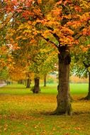 extraordinarily beautiful autumn fall