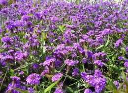 Purple field of flowers
