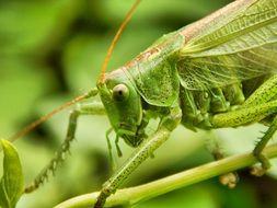 green grasshopper insect
