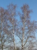 Birch grove on blue sky background