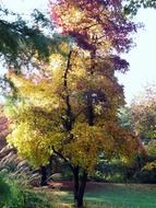 golden maple in autumn landscape