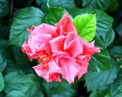 bright garden flower on a green bush