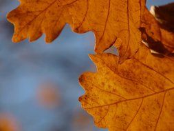 closeup picture of autumn oak leaves