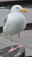 A white seagull stands on a stone