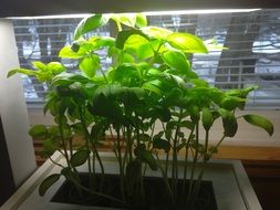 growing basil in white box