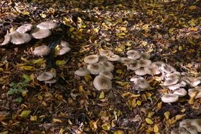 toxic mushrooms in the forest leafs