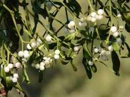 berries Mistletoe among green leaves