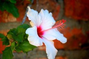 extraordinarily beautiful white hibiscus