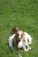 goat lies on green grass