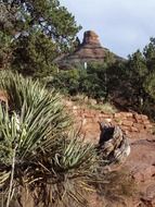fauna of desert in Arizona